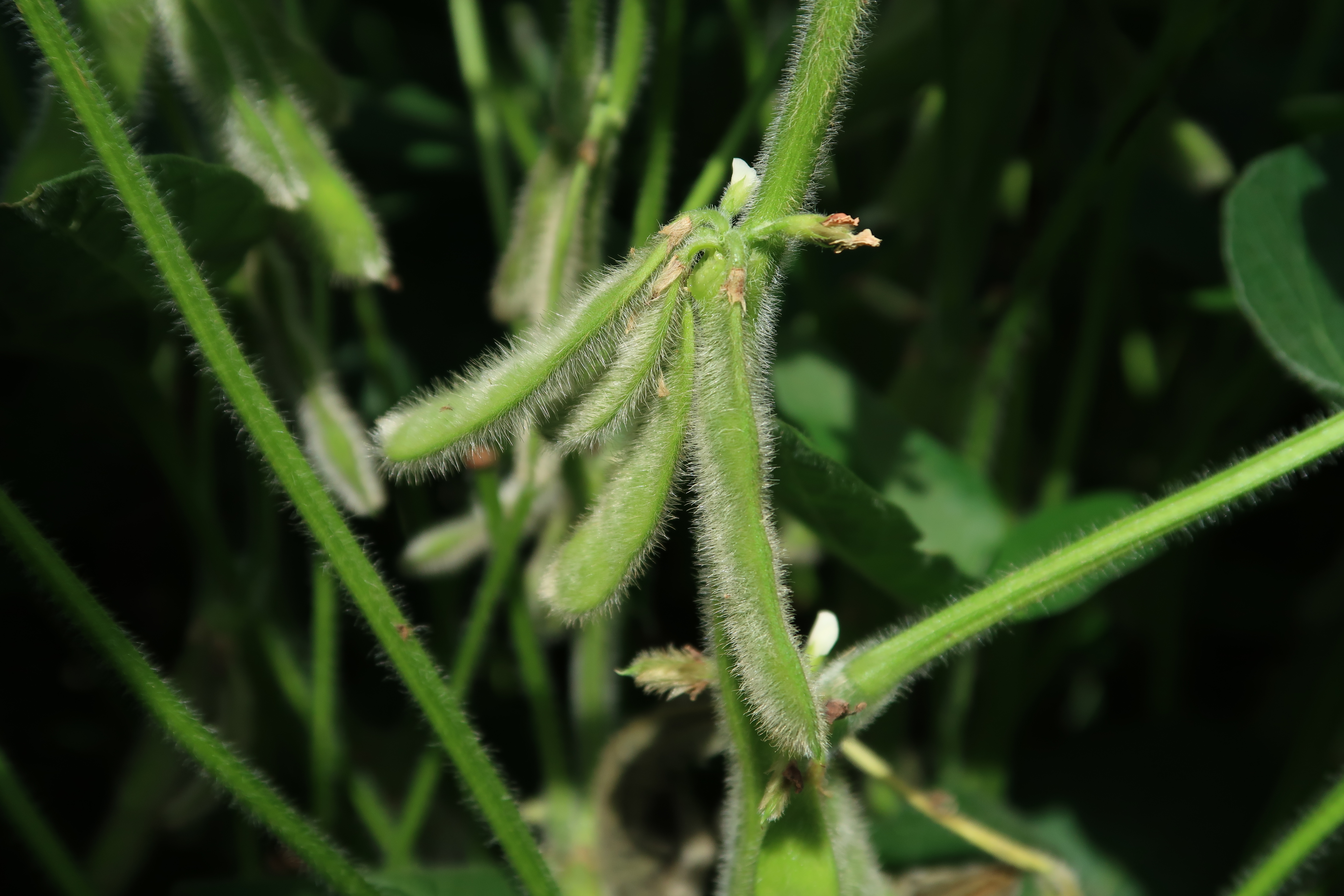 History and Significance of the Louisiana Soybean Breeding and Variety Testing Programs